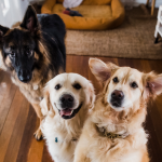 Dog Poop Pickup in Hamburg, Michigan