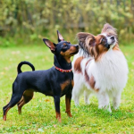 Dog Poop Pickup in Hamburg, Michigan