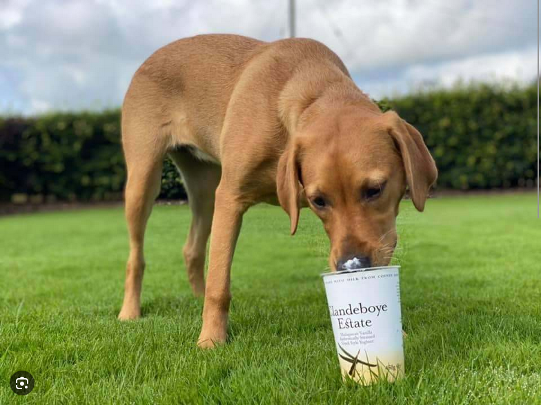 Dog Poop Pickup in Hamburg, Michigan